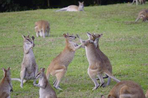 KangaroosBoxing2_300x200